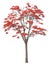 Red flamboyant royal poinciana flower blossoming tree isolated on white background for design work