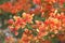 Red flamboyant royal poinciana flower in full blossom for summer season background for design work