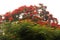 RED FLAMBOYANT TREE FLOWERING BEHIND BRIGHT GREEN FOLIAGE