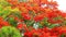 Red flame tree full bloom on top of park in summer