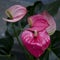 Red flamingo flower Anthurium