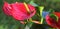 Red Flamingo flower,Anthurium andraeanum, Araceae or Arum on blurred background