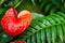 Red flamingo Flower, anthurium, tailflower, or boy flower