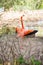 Red flamingo lat. Phoenicopterus ruber with long legs standing on the river bank in the bushes with open wings
