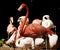 Red flamingo standing portrait