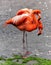 Red Flamingos Birds Love