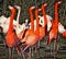 Red flamingos standing