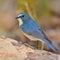 Red-flanked Bluetail bird