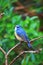 Red-flanked bluetail or Orange-flanked bush robin