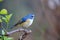 Red-flanked bluetail or Orange-flanked bush robin