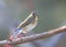 Red flanked Bush Robin,Tarsiger cyanurus,live in China(Tarsiger cyanurus cyanurus