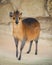 Red-Flanked Duiker