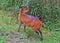 Red-flanked Duiker, a tiny antelope