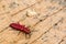 Red Flat Bark Beetle