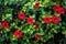 Red Floral Background, Brightly coloured
