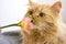 Red florist cat sniffs colorful Alstroemeria