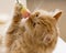 Red florist cat sniffs colorful Alstroemeria