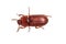 Red flour beetle