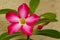 Red Flower (Adenium Obesum)