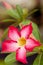Red Flower (Adenium Obesum)