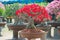 Red flower Adenium tree or desert rose in flower pot