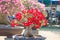 Red flower Adenium tree or desert rose in flower pot