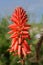 Red flower Aloe