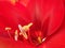 The red flower of amaryllis - Hippeastrum reginae, close-up