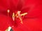 The red flower of amaryllis - Hippeastrum reginae, close-up 2