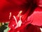 The red flower of amaryllis - Hippeastrum reginae, close-up 3