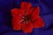 Red flower Amaryllis with water drops on dark blue folded fabric background.