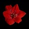 Red flower Amaryllis with water drops isolated on black background.