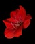 Red flower Amaryllis with water drops isolated on black background.