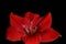 Red flower Amaryllis with water drops isolated on black background. For design.