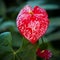 Red flower - Anthurium in botanic garden