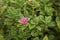 Red flower of Aptenia cordifolia plant
