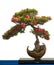 Red flower of a azalea bonsai tree