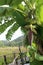 Red flower of a banana against green leaves