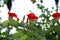 Red flower of Bauhinia on branch.