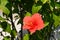 Red flower in the beachfront by the ocean