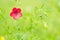 Red flower with beautiful bokeh.