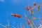 Red flower blooms on an Ocotillo Fouquieria splendens desert plant against a blue sky during spring