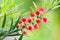 Red flower blossom, Banksia