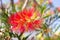 Red flower blossom, Banksia