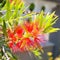 Red flower blossom, Banksia