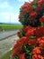 Red flower blue sky ricefield black road