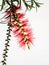 Red Flower Bottle Brush, Callistemon citrinus