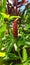 Red flower bud with green leaves. Costus spicatus.