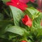 Red flower buds of the balsam. Flowering plants