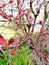 Red flower buds sticking out from a tree getting ready to bloom into beautiful pink flowers